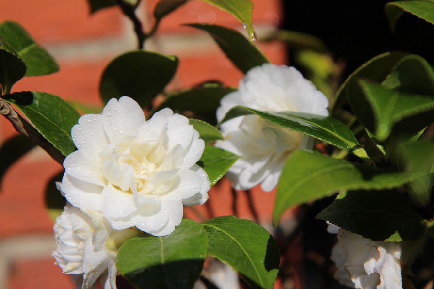 Weiße Camellienblüten mit Wassertropfen, umgeben von grünen Blättern und einem Hintergrund in warmen Rottönen